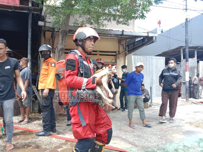 
 FOTO: Petugas Damkar Makassar Evakuasi Kucing Saat Padamkan Api