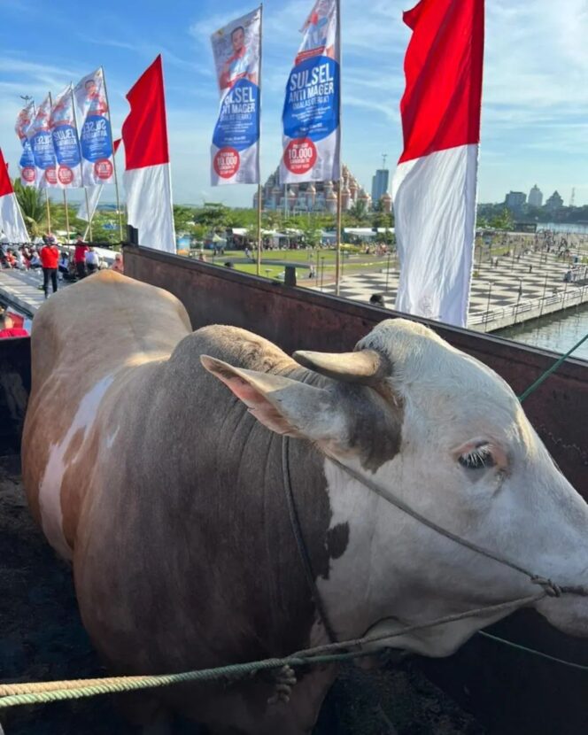 
 Warga Kabupaten Soppeng Sumbang Sapi Qurban Beratnya 1,4 Ton ke Gubernur 