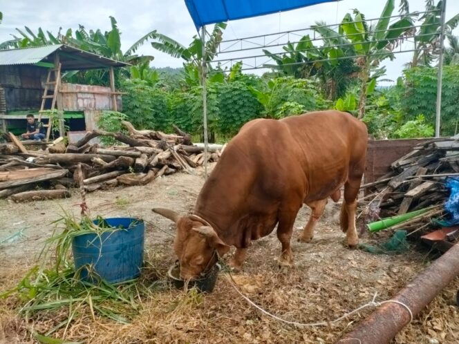 
 Sapi Berat 1 ton dari Presiden Dikurbankan di Selayar