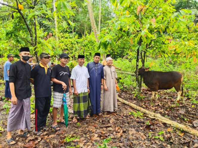 
 Kepala Desa Barang Kecamatan Liliriaja Soppeng Saksikan Pemotongan 42 Ekor Sapi