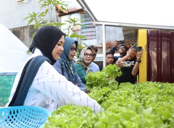 
 Kunjungi Longwis Bara-Baraya, Wakil Walikota Makassar Panen Selada