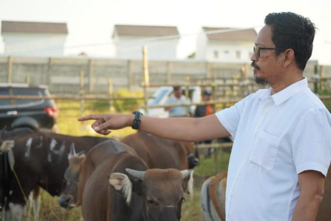 
 Kesehatan Sapi Kurban di RPH Makassar Terjamin, Tak Terjangkit Penyakit