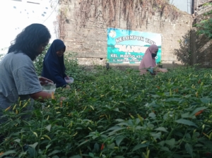 Manfaatkan Lahan Kosong, Warga Jalan Nuri  Makassar Wujudkan Lorong Wisata Pertanian Cabe