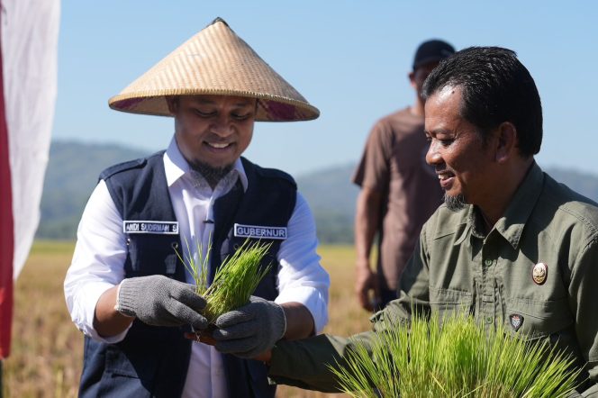 
 Gunakan Mandiri Benih Andalan, Produksi Padi di Desa Tanete Maros Tembus 8,8 Ton Per Hektare