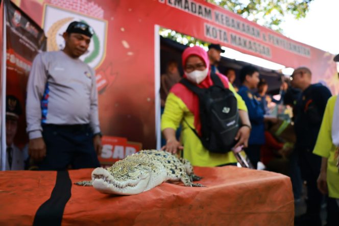 
 Damkar Pamer Satwa Liar di Makassar F8, Ada Buaya!