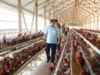 Pj Gubernur Sulsel Kunjungi Peternakan Ayam di Gowa