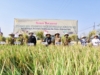 Panen Raya Padi Bersama Petani di Tengah El Nino