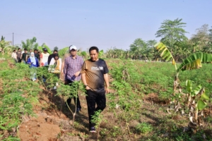 Pj.Gubernur Tinjau 23 Hektar Lahan Percontohan Budidaya Pisang dan Nanas di Pattallasang Gowa