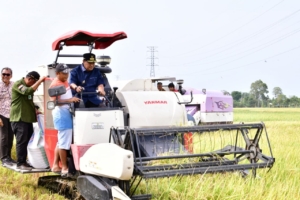 Pj Gubernur Optimistis Surplus 2 Juta Ton Beras Tercapai ketika Petani di Pinrang Pesta Panen Musim Kemarau 